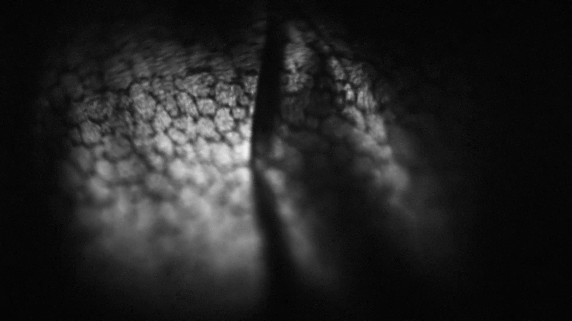 Reproducir